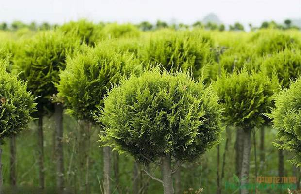 某苗木行業(yè)客戶